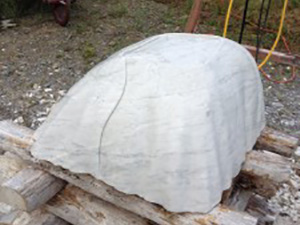 Darwin’s Prodigious Barnacle